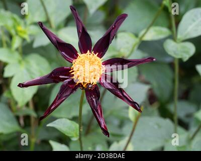 Verrone's Obsidian oder Star Dahlia, Dahlia Obsidian, Nahaufnahme einer einzigen Blume, Worcestershire, Großbritannien. Stockfoto