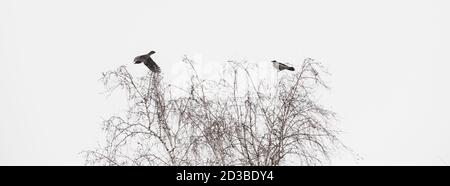 Zwei schwarze Raben fliegen über Bäumen auf der Jagd. Stimmungsvolle Landschaft mit dunklen Krähen in grauem Himmel mit Kopierraum. Wingspan von wilden fliegenden Tieren der Stadt Stockfoto