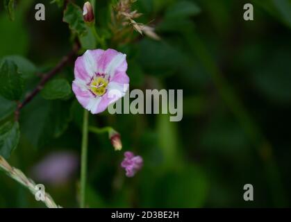 Selektive Fokusaufnahme einer im Feld wachsenden Bindweed Stockfoto