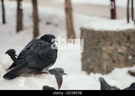 Grautaube sitzt auf Schneewehe im Park im Winter von anderen Tauben umgeben. Stockfoto