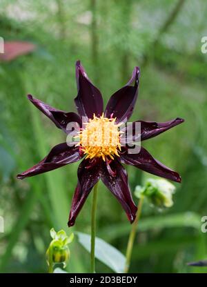 Verrone's Obsidian oder Star Dahlia, Dahlia Obsidian, Nahaufnahme einer einzigen Blume, Worcestershire, Großbritannien. Stockfoto