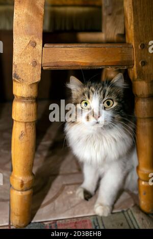 Eine grau-weiße Katze sitzt unter einem Hocker. Schöne Hauskatze Stockfoto