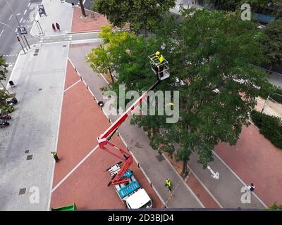 Ein professioneller Baumpfer, der mit einer Kettensäge große Gliedmaßen entfernt, während er in einer Arbeitsbühne oder einem Eimer arbeitet. Stockfoto