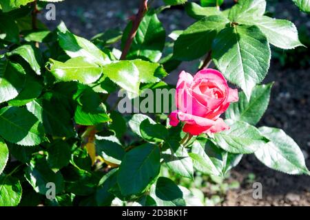 Rosa Rose Blume blüht im Garten im Frühjahr, helles Sonnenlicht kopieren Raum Stockfoto
