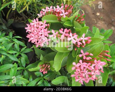 Malerische Aussicht auf weißlich rosa Ixora Blumen und Pflanzen Stockfoto