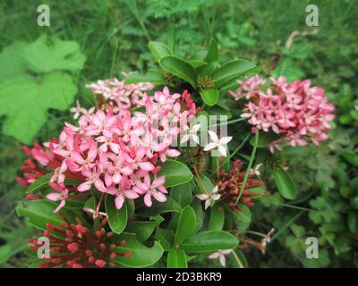 Malerische Aussicht auf weißlich rosa Ixora Blumen und Pflanzen Stockfoto