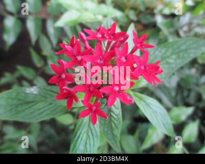 Nahaufnahme der roten Ixora Blumen und Pflanzen Stockfoto