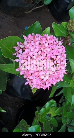 Malerische Aussicht auf weißlich rosa Ixora Blumen und Pflanzen Stockfoto