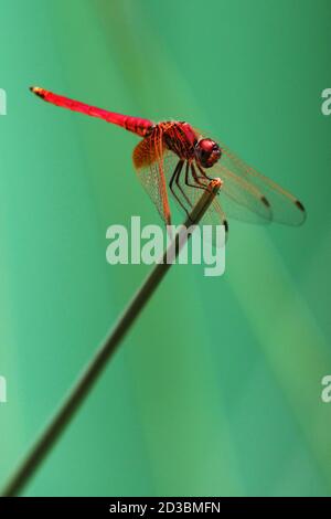 Eine männliche Rotaderige Darter Dragonfly (Sympetrum fonscolombii) ruht auf einer Pflanze in Quezon City, Philippinen. Stockfoto