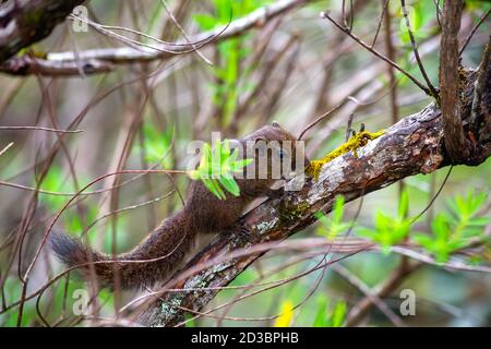 Ein Chipmunk oder Palmenhörnchen sitzt auf einem Ast. Sri Lanka Stockfoto