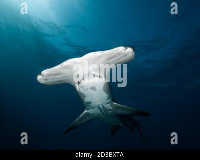 Tolles Hammerhead im Tiger Beach, Bahamas. Stockfoto