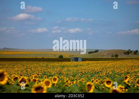 Ein Sonnenblumenfeld in voller Blüte Stockfoto