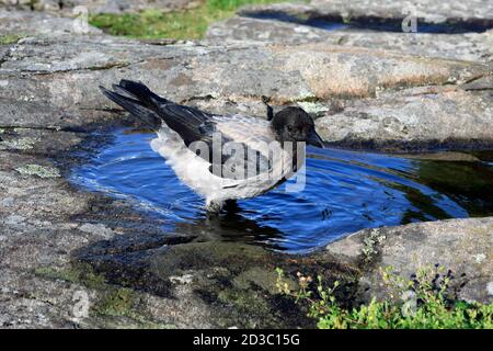 Junge Krähe mit Kapuze, Corvus cornix ein Bad in einem Pool von Regenwasser auf einem Felsen in natürlicher Umgebung gesammelt. Stockfoto