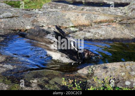 Young Hooded Crow, Corvus cornix ein Bad in einem Pool von Regenwasser auf einem Felsen in natürlicher Umgebung gesammelt genießen. Stockfoto