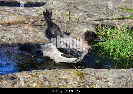 Wasser spritzt Wenn die junge, ca. 2,5 Monate alte Kapuzendroge Corvus cornix in der Regenwasserpfütze auf einem Felsen in natürlicher Umgebung baden. Stockfoto