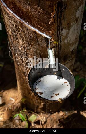 Naturkautschuk, Kautschukextraktion aus Hevea-Holz. Weißer hevea-Saft Stockfoto