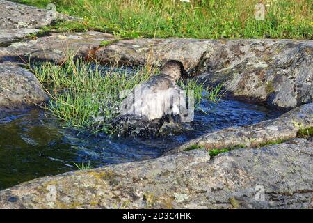 Wasser spritzt als junge Kapuzendroge, Corvus cornix, in Regenwasserpfütze auf einem Felsen in natürlicher Umgebung baden. Stockfoto