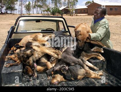 Farm truck hund