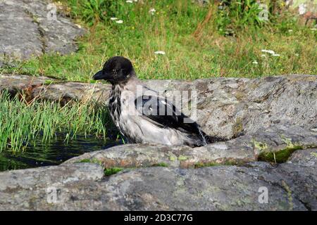 Junge Krähe mit Kapuze, Corvus cornix ein Bad in einem Pool von Regenwasser auf einem Felsen in natürlicher Umgebung gesammelt. Stockfoto