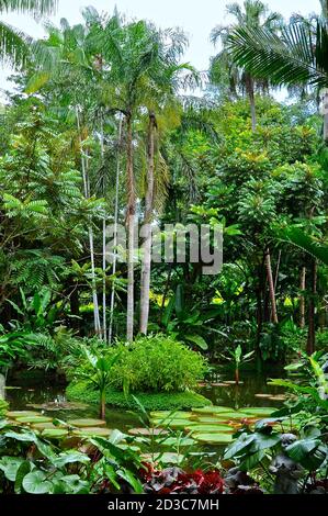 Tropischer Seerosenteich umgeben von Palmen und üppigem Grün in einem Park in Asien. Stockfoto