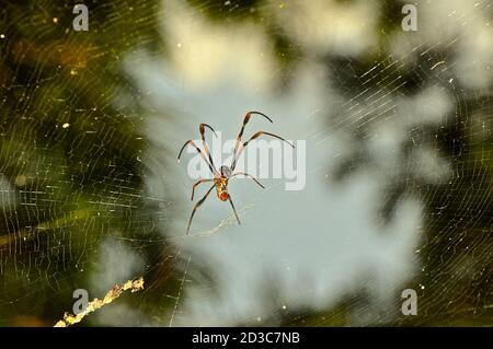 Zarte Spinne mit langen schlanken Beinen sitzen auf dem Netz. Stockfoto