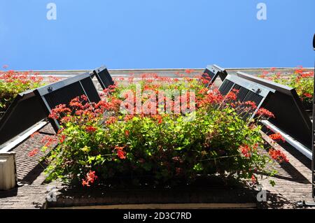 Blick nach oben auf Fensterkästen aus roten Geranien und offene hölzerne Fensterläden. Stockfoto