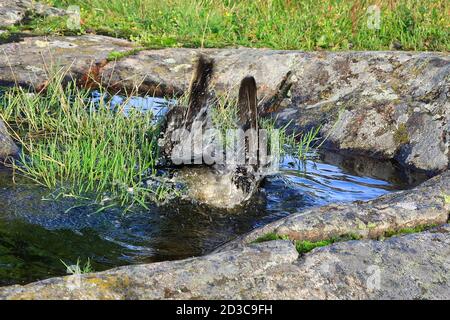 Wasser spritzt als junge Kapuzendroge, Corvus cornix, in Regenwasserpfütze auf einem Felsen in natürlicher Umgebung baden. Stockfoto