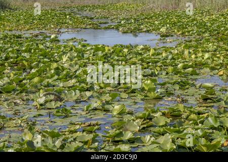 See völlig überwuchert aquatischen blühenden Pflanze europäischen weißen Seerose (Nymphaea alba) Stockfoto