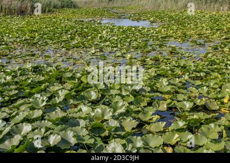 See völlig überwuchert aquatischen blühenden Pflanze europäischen weißen Seerose (Nymphaea alba) Stockfoto