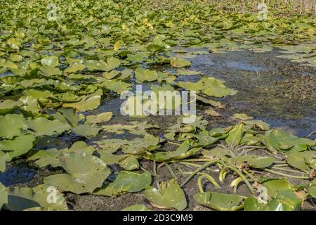 See völlig überwuchert aquatischen blühenden Pflanze europäischen weißen Seerose (Nymphaea alba) Stockfoto