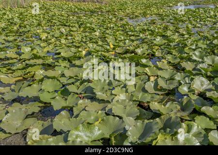 See völlig überwuchert aquatischen blühenden Pflanze europäischen weißen Seerose (Nymphaea alba) Stockfoto