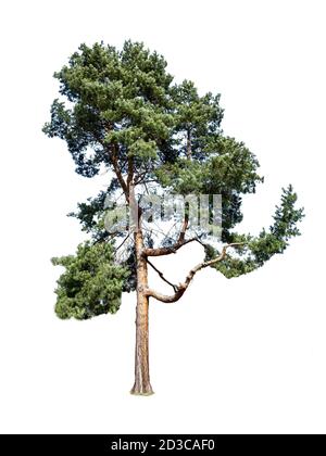 Schottenkiefer Pinus sylvestris isoliert auf weißem Hintergrund Stockfoto