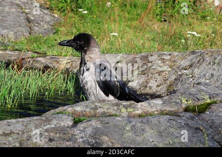 Junge Krähe mit Kapuze, Corvus cornix ein Bad in einem Pool von Regenwasser auf einem Felsen in natürlicher Umgebung gesammelt. Stockfoto