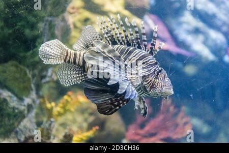 Nahaufnahme eines Pterois, allgemein bekannt als Löwenfisch, wie sie im Aquarium zu sehen sind Stockfoto
