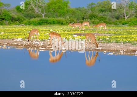 Schwarz gesichtiger Impala, Aepyceros melampus petersi, bunte afrikanische Landschaft der Impalas grasen, in der Nähe von einem Wasserloch. Etosha Park, Namibia. Stockfoto