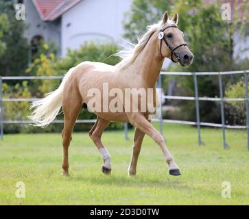 Seltene Rasse junge reinrassige Sattel Pferd läuft Galopp auf Gras Im Sommer Corral Stockfoto