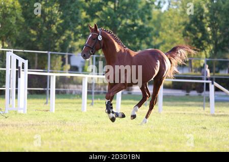 Seltene Rasse junge reinrassige Sattel Pferd läuft Galopp auf Gras Im Sommer Corral Stockfoto