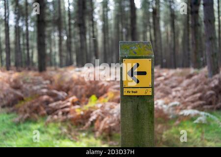 Fußweg Wegweiser für den Fir Trail, ein Spaziergang durch Thetford Forest im High Lodge Centre Norfolk UK Stockfoto