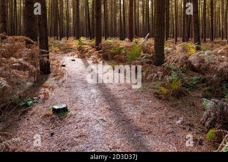 Tannen und Pinien in Thetford Forest Norfolk UK im Frühherbst. Stockfoto