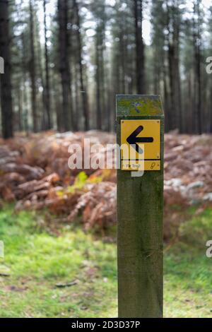 Fußweg Wegweiser für den Fir Trail, ein Spaziergang durch Thetford Forest im High Lodge Centre Norfolk UK Stockfoto