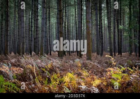 Tannen und Pinien in Thetford Forest Norfolk UK im Frühherbst. Stockfoto