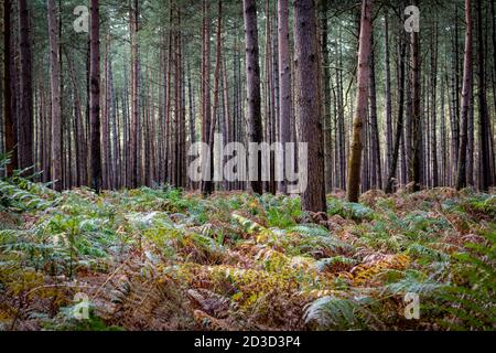 Tannen und Pinien in Thetford Forest Norfolk UK im Frühherbst. Stockfoto