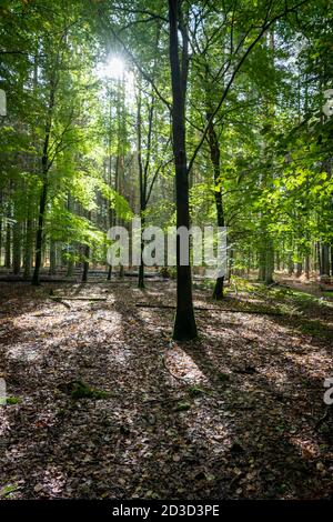 Tannen und Pinien in Thetford Forest Norfolk UK im Frühherbst. Stockfoto