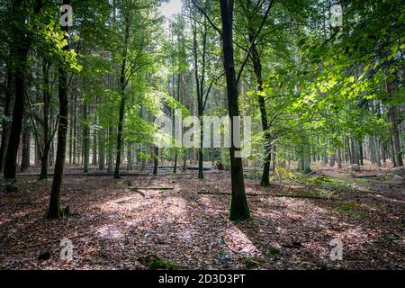 Tannen und Pinien in Thetford Forest Norfolk UK im Frühherbst. Stockfoto