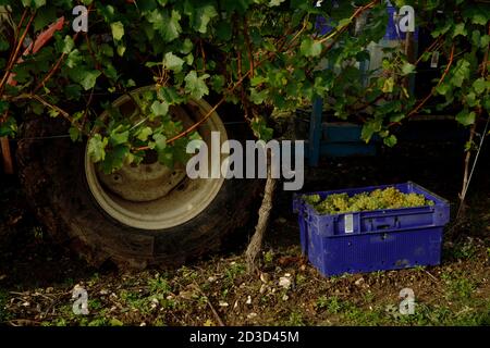 Chardonnay-Traubenernte in Hambledon Vineyard and Winery, Hampshire, Großbritannien Mittwoch, 7. Oktober 2020. Hambledon hat 100,00 etablierte Reben, die o Stockfoto