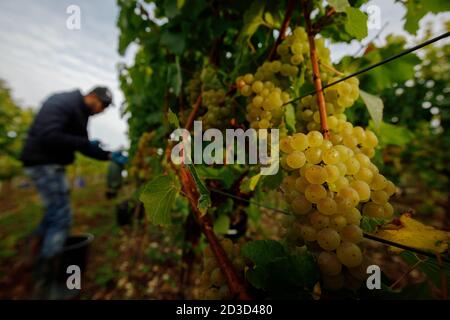 Chardonnay-Traubenernte in Hambledon Vineyard and Winery, Hampshire, Großbritannien Mittwoch, 7. Oktober 2020. Hambledon hat 100,00 etablierte Reben, die o Stockfoto