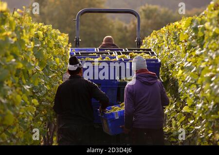 Chardonnay-Traubenernte in Hambledon Vineyard and Winery, Hampshire, Großbritannien Mittwoch, 7. Oktober 2020. Hambledon hat 100,00 etablierte Reben, die o Stockfoto