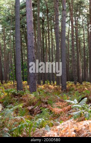 Tannen und Pinien in Thetford Forest Norfolk UK im Frühherbst. Stockfoto