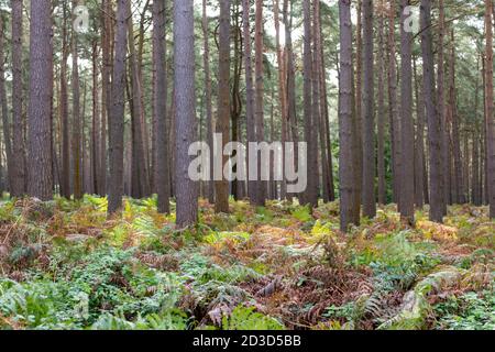 Tannen und Pinien in Thetford Forest Norfolk UK im Frühherbst. Stockfoto