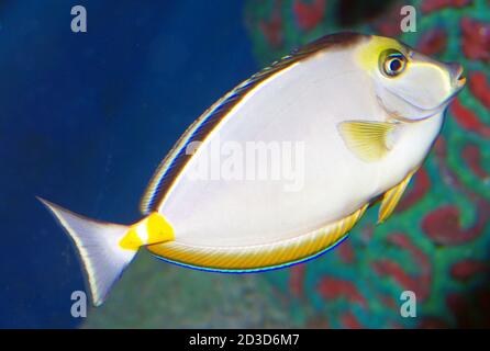 Orangespine unicornfish, Naso lituratus Stockfoto